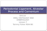DH110 ORAL HISTOLOGY AND EMBRYOLOGY Lesson 7 Tammy Fisher RDH BS Periodontal Ligament, Alveolar Process and Cementum.