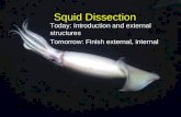 Squid Dissection Today: Introduction and external structures Tomorrow: Finish external, internal.