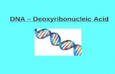 DNA – Deoxyribonucleic Acid. Nucleic Acids Nucleotides DNA & RNA.