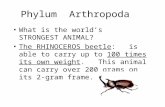 Phylum Arthropoda What is the world’s STRONGEST ANIMAL? The RHINOCEROS beetle: is able to carry up to 100 times its own weight. This animal can carry over.