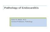 Pathology of Endocarditis Peter B. Baker, M.D. Clinical Professor, Pathology.