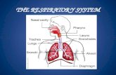 THE RESPIRATORY SYSTEM. WHAT IS CELLULAR RESPIRATION? Cellular respiration is a chemical reaction that happens in all cells. It uses glucose (sugar) and.