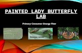 PAINTED LADY BUTTERFLY LAB Primary Consumer Energy Flow.