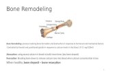 Bone Remodeling Bone Remodeling: process involving bone formation and destruction in response to hormonal and mechanical factors -Controlled by thyroid.