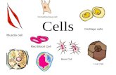 Cells. Cell Discovery 1665 Robert Hooke: Around the time of Newton –discovered the cell –Saw dead cells of a cork plant –Called them cells because they.