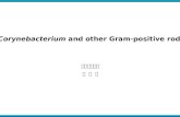 Corynebacterium and other Gram-positive rods 미생물학교실 권 형 주.