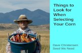 Things to Look for When Selecting Your Corn Dave Christensen Seed We Need.