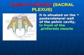 SOMATIC NERVES (SACRAL PLEXUS) It is situated on the posterolateral wall of the pelvic cavity, in front of the piriformis muscle. It is situated on the.