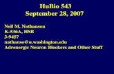 HuBio 543 September 28, 2007 Neil M. Nathanson K-536A, HSB 3-9457 nathanso@u.washington.edu Adrenergic Neuron Blockers and Other Stuff.