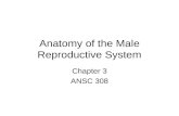 Anatomy of the Male Reproductive System Chapter 3 ANSC 308.