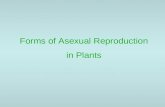 Forms of Asexual Reproduction in Plants. Clonal Growth (revisited) Rhizome Stolon Suckers Plantlets Bulbils.