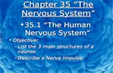 Chapter 35 “The Nervous System” 35.1 “The Human Nervous System”35.1 “The Human Nervous System” Objective:Objective: –List the 3 main structures of a neuron