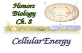 Honors Biology Ch. 8 Cellular Energy. CELL Nucleus Cytoplasm Outer membrane and cell surface I.How Organisms Obtain Energy - Cells are miniature factories