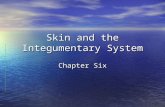 Skin and the Integumentary System Chapter Six. The skin maintains a barrier between us and our surroundings. It is actually a system – The Integumentary.