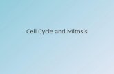 Cell Cycle and Mitosis. Cell cycle – steps that a cell goes through to grow and divide – 3 stages: Interphase – cell growth Mitosis – nuclear division.