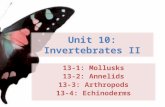 Unit 10: Invertebrates II 13-1: Mollusks 13-2: Annelids 13-3: Arthropods 13-4: Echinoderms.