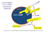 3’,5’-cAMP CELL 3’,5’-cAMP 5’-AMP ADO ATP AC Ecto-3’,5’-PDE Ecto-5’-NT Paracrine Autocrine Transporter Extracellular 3’,5’-cAMP- Adenosine Pathway Jackson,