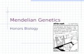 Mendelian Genetics Honors Biology. Pre-Mendelian Theory of Heredity Blending Theory—hereditary material from each parent mixes in the offspring Individuals.