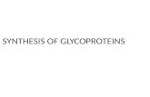 SYNTHESIS OF GLYCOPROTEINS. GLYCOPROTEINS Introduction.