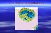 7-3 Cell Boundaries.  All cells are surrounded by a thin, flexible barrier known as the cell membrane.  Many cells also produce a strong supporting.