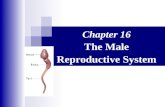 Chapter 16 The Male Reproductive System. The Reproductive System  Gonads – primary sex organs  Testes in males  Ovaries in females  Gonads produce.