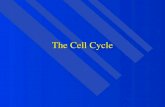 The Cell Cycle. Types of Cell Division Mitosis Mitosis –provides cells for growth, cell replacement, and asexual reproduction –maintains chromosome.