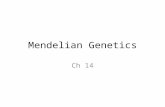 Mendelian Genetics Ch 14. Mendel Investigated variation in pea plants Studied traits in plants Particulate theory of inheritance â€“ Genes maintain integrity