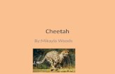 Cheetah By:Mikayla Woods. Classification and Description Acinonyx Jubatus Feline Adult size 80-140 pounds Golden or yellowish fur/ black spots.