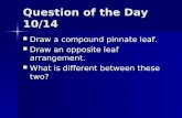 Question of the Day 10/14 Draw a compound pinnate leaf. Draw a compound pinnate leaf. Draw an opposite leaf arrangement. Draw an opposite leaf arrangement.