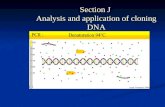 Section J Analysis and application of cloning DNA.