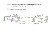 RNA Rearrangements in the Spliceosome -extensive U4/U6 interaction is replaced with a U2/U6 structure -U1 displaced at 5’ splice site by U6.
