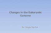 Changes in the Eukaryotic Genome By: Sergio Aguilar.