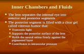 Inner Chambers and Fluids The lens separates the internal eye into anterior and posterior segments The lens separates the internal eye into anterior and.