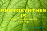 PHOTOSYNTHESIS Review Your Understanding AP Biology Begin Presentation Begin Presentation.