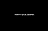 Nerves and Stimuli. Nerve Cells axon myelin Action Potential.