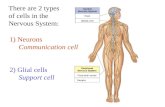 There are 2 types of cells in the Nervous System: 1) Neurons Communication cell 2) Glial cells Support cell Ganglia.