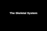 The Skeletal System. Axial Skeleton Appendicular Skeleton.