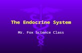 The Endocrine System Mr. Fox Science Class. Endocrine System A series of different glands that produce hormones that control many of the body’s daily.