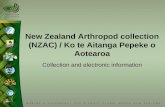 New Zealand Arthropod collection (NZAC) / Ko te Aitanga Pepeke o Aotearoa Collection and electronic information.