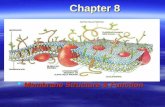 Chapter 8  Membrane Structure & Function. Membrane Structure  Selective permeability  Controls traffic  Known as the plasma membrane  Amphipathic
