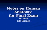 Notes on Human Anatomy for Final Exam Dr. Beck Life Science.