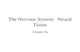 The Nervous System: Neural Tissue Chapter 9a. Introduction –Nervous system = control center & communications network –Functions Stimulates movements Maintains.