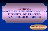 Author: ass.-prof. Shanayda M.I. Lecture 3 VASCULAR AND MECHANICAL TISSUES OF PLANTS. VASCULAR BUNDLES.