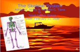 The Skeletal System Ashlyn V. Jenny H. Michael C. Tiana D. Team Name: Bones Date: February 11, 2008.