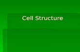 Cell Structure Cell Structure. Cell Theory The cell is the structural and functional unit of all living organisms