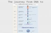 The journey from DNA to phenotype. Question 1 - How are traits inherited?