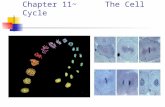 Chapter 11~ The Cell Cycle. 2007-2008 Biology is the only subject in which multiplication is the same thing as division…