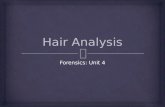 Forensics: Unit 4.   5 million hairs on your body!!!  Blondes have about 120,000 on their head  Brunettes have about 100,000  Red heads have about.