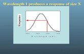 Wavelength 1 produces a response of size X. Wavelength 2 produces a response of size X.