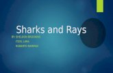Sharks and Rays BY: SHELDON BROOKINS ITZEL LARA ROBERTO RAMIREZ.
